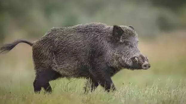 Wild boar shot dead in Kozhikode; procedures as per instructions in ...