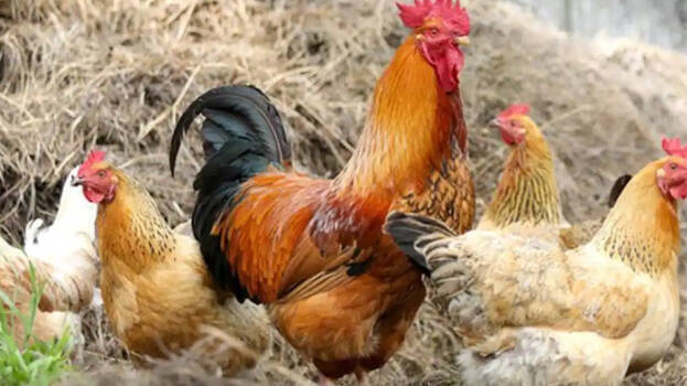 chickens-