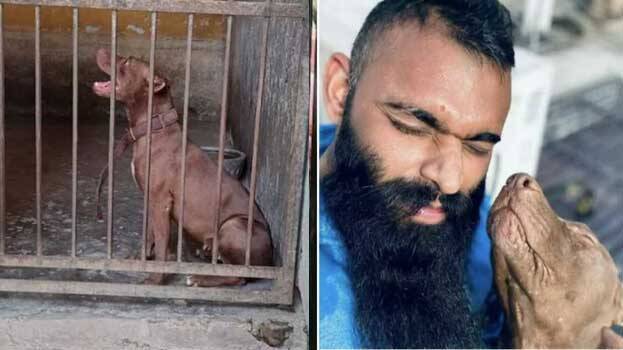 Many keen to adopt pit bull that killed elderly woman; Maneka Gandhi directs otherwise - INDIA - GENERAL | Kerala Kaumudi Online Many keen to adopt pit bull that killed elderly woman; Maneka Gandhi directs otherwise - INDIA - GENERAL | Kerala Kaumudi Online