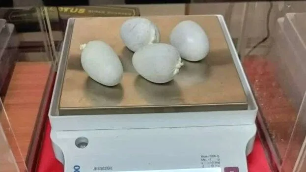 gold-smuggling