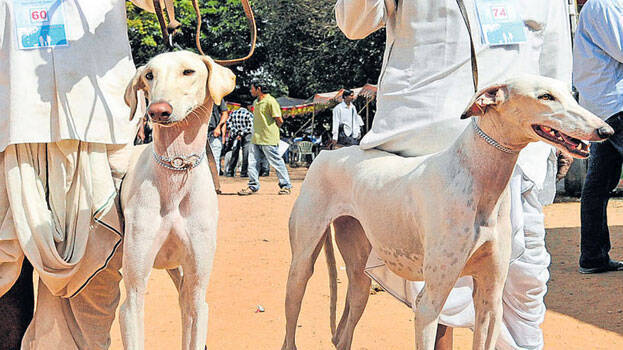 mudhol-hound