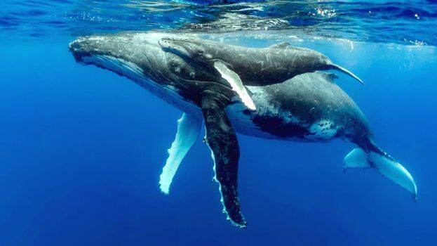 whale-
