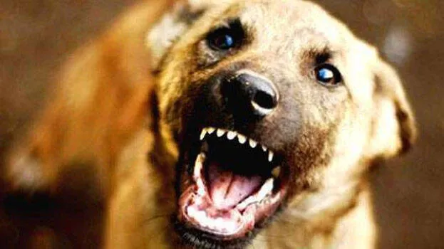 stray-dog