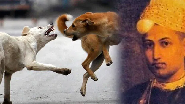 stray-dog-accident