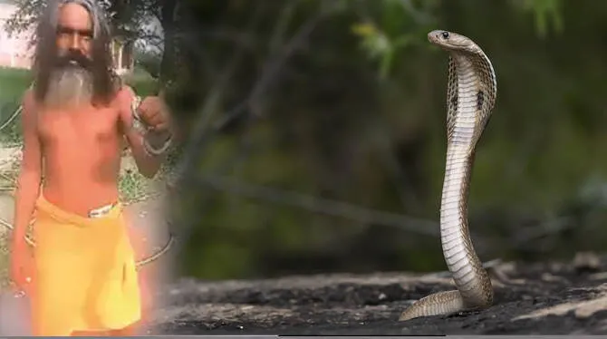 snakebite