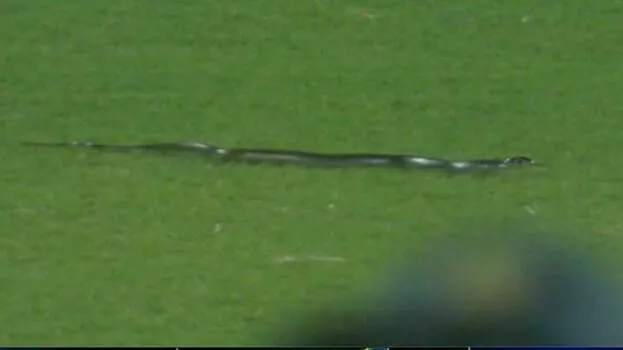 snake-