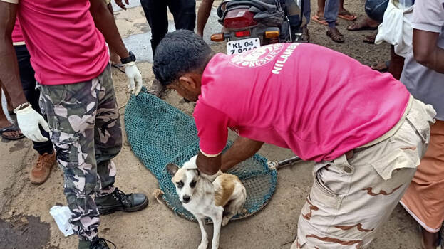 Animal Rescue Team Rescues Hundreds 