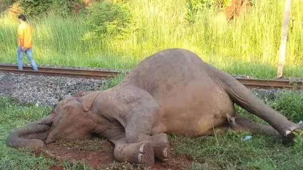 elephant-