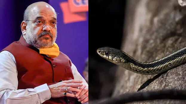 amit-snake-