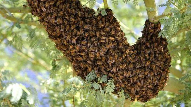 honey-bees