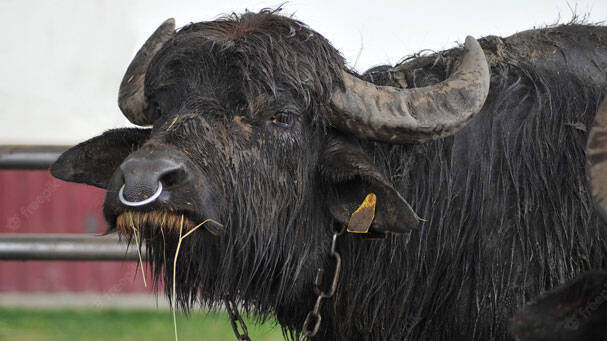 buffalo-