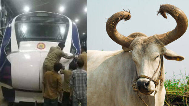 Vande Bharat Express rams into cattle, third such incident this month - INDIA - GENERAL | Kerala Kaumudi Online Vande Bharat Express rams into cattle, third such incident this month - INDIA - GENERAL | Kerala Kaumudi Online