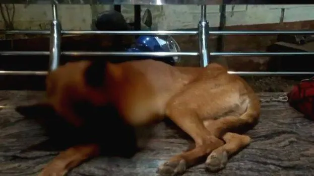 pet-dog