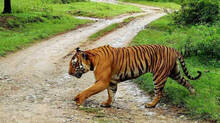 tiger