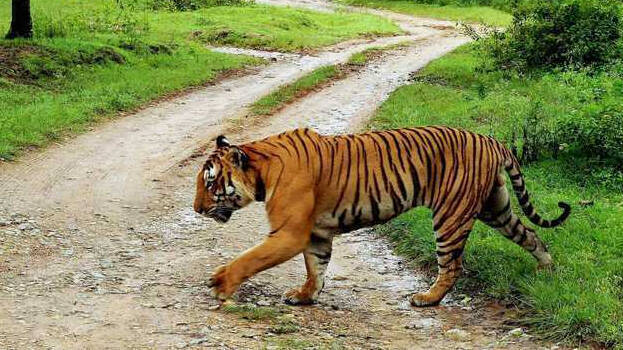 Tiger attacks labourer engaged in KSEB tower job in Pathanamthitta - KERALA  - GENERAL | Kerala Kaumudi Online