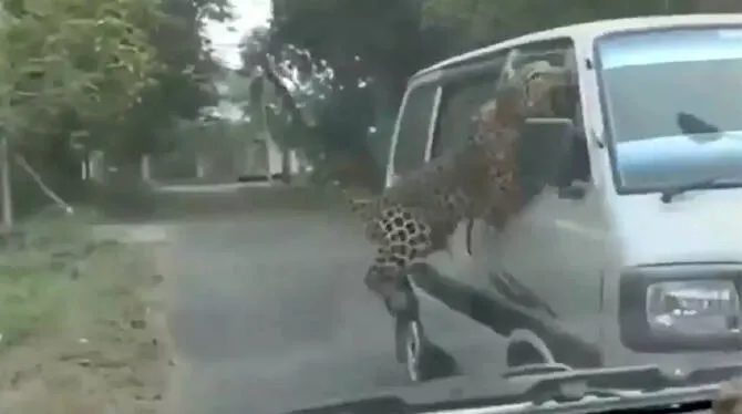 leopard-attack