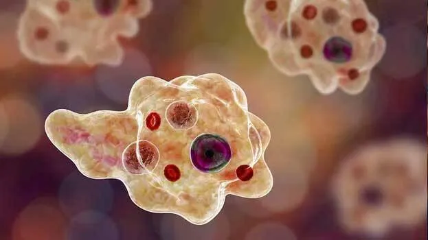 amoeba