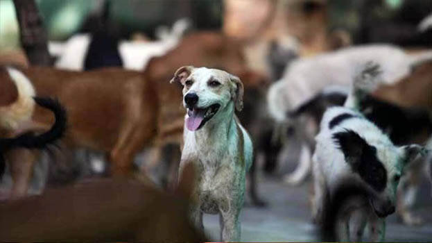 Dogs and cats are not humans': Court quashes rash driving case against  delivery boy - INDIA - GENERAL | Kerala Kaumudi Online