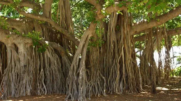 banyan-tree-