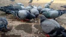 pigeons