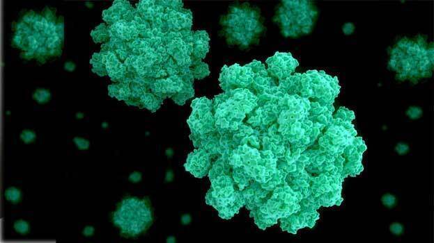 norovirus