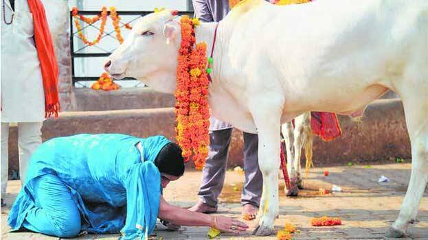 Houses made of cow dung can withstand atomic radiation, cow urine can cure incurable diseases, says court - INDIA - GENERAL | Kerala Kaumudi Online Houses made of cow dung can withstand atomic radiation, cow urine can cure incurable diseases, says court - INDIA - GENERAL | Kerala Kaumudi Online