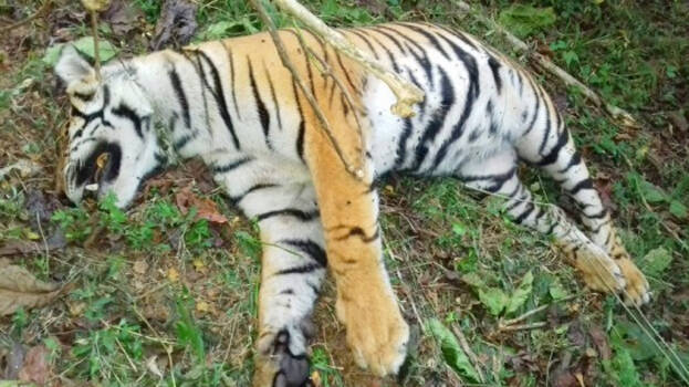 tiger-