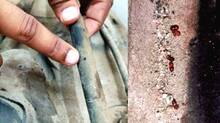beetles