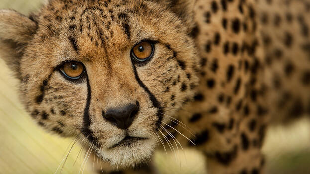 cheetah