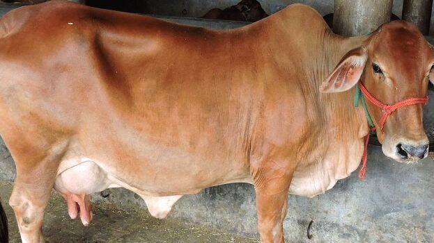Cow Hug Day: Animal Welfare Board withdraws order - INDIA - GENERAL | Kerala Kaumudi Online Cow Hug Day: Animal Welfare Board withdraws order - INDIA - GENERAL | Kerala Kaumudi Online