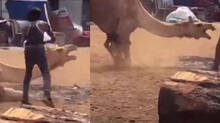 camel