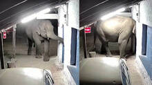 elephant