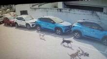 dog-attack