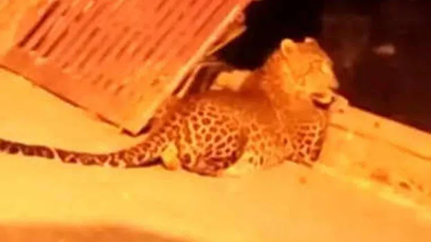 leopard-