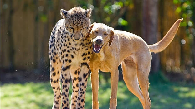 cheetah-and-dogs