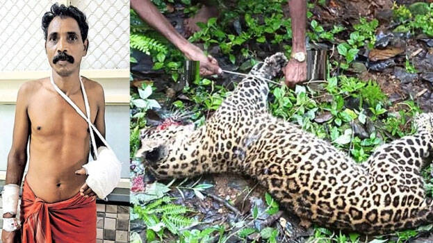 idukki-leopard-attack-