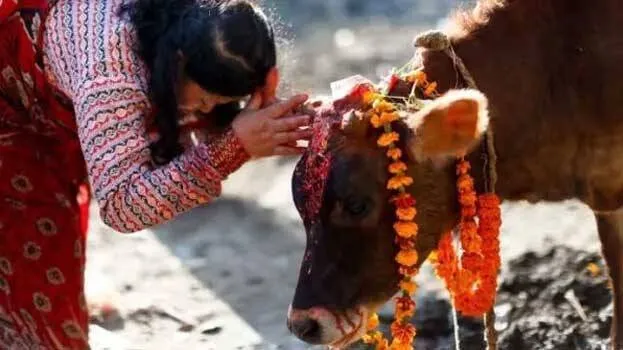 cow-slaughtering-