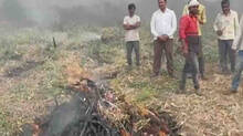 onion-farm-nashik
