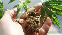 cannabis
