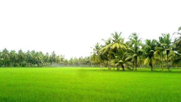 jaya-rice-duplicate