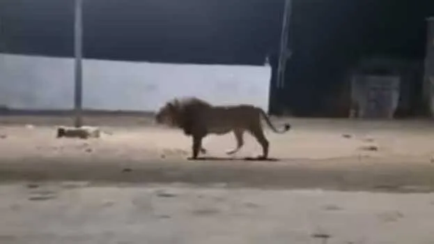 dogs-attack-lion