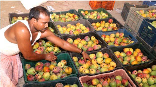 muthalamada-mangoes