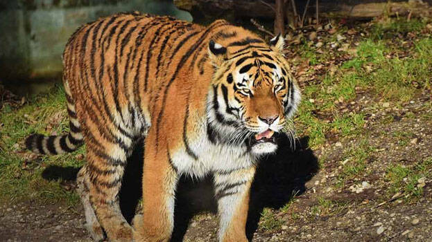 Concerns over decreasing number of tigers in Wayanad - KERALA - GENERAL ...