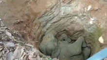 wild-elephant