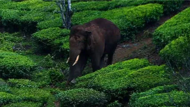 arikomban