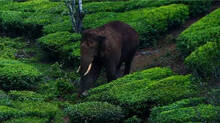 arikomban