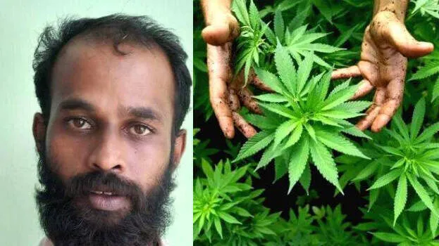 ganja