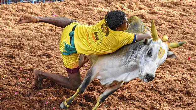 jallikattu-