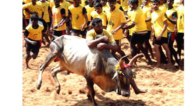 jallikattu-sc