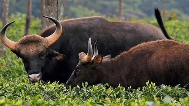 wild-buffalo